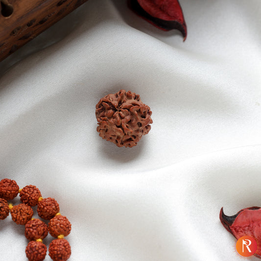 Nepal Origin 1 Mukhi Lab Certified Rudraksha - 18mm - 22mm