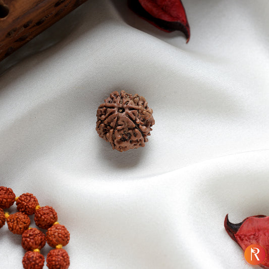 Nepal Origin 7 Mukhi Lab Certified Rudraksha - 18mm - 22mm