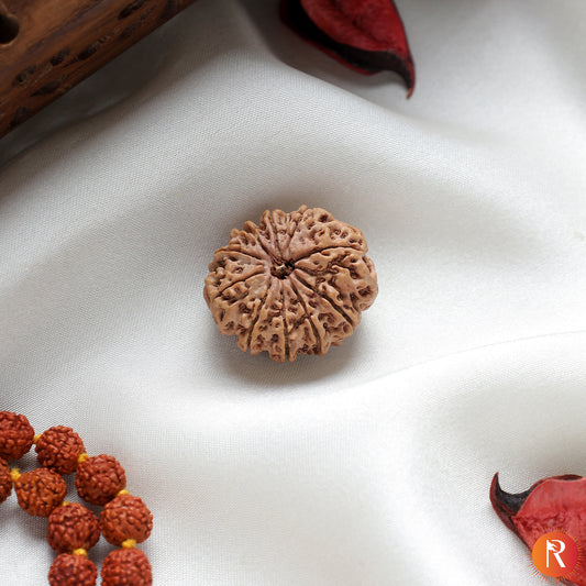 Nepal Origin 10 Mukhi Lab Certified Rudraksha - 17mm to 22mm