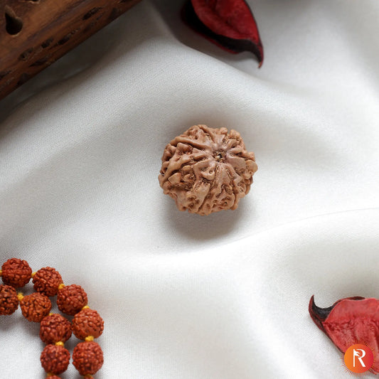 Nepal Origin 8 Mukhi Lab Certified Rudraksha - 17mm to 22mm Religious Bazar