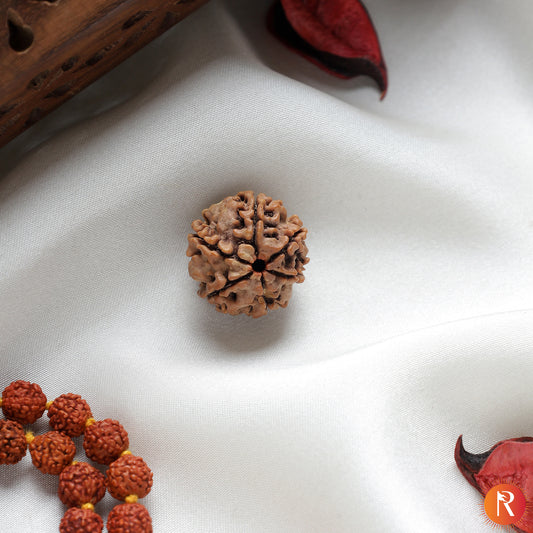 Nepal Origin 6 Mukhi Lab Certified Rudraksha - 18mm - 22mm