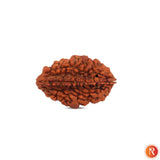 2 Mukhi Lab Certified Rudraksha Religious Bazar