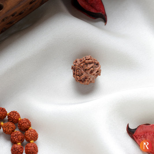 Nepal Origin 3 Mukhi Lab Certified Rudraksha - 18mm - 22mm