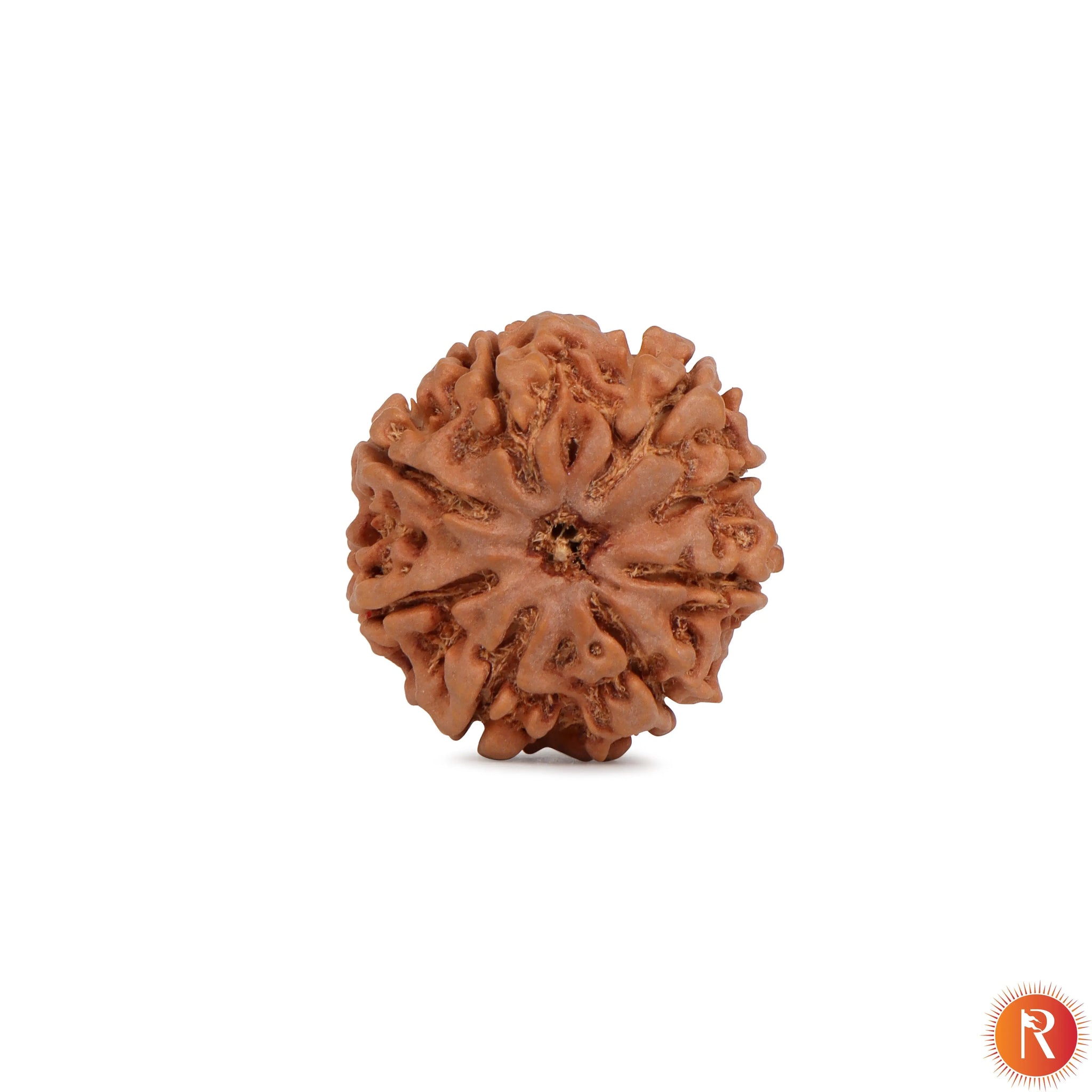 Nepal Origin 8 Mukhi Lab Certified Rudraksha - 17mm to 22mm Religious Bazar