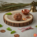 11 Mukhi Lab Certified Rudraksha