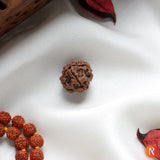 Nepal Origin 4 Mukhi Lab Certified Rudraksha - 18mm - 22mm Religious Bazar