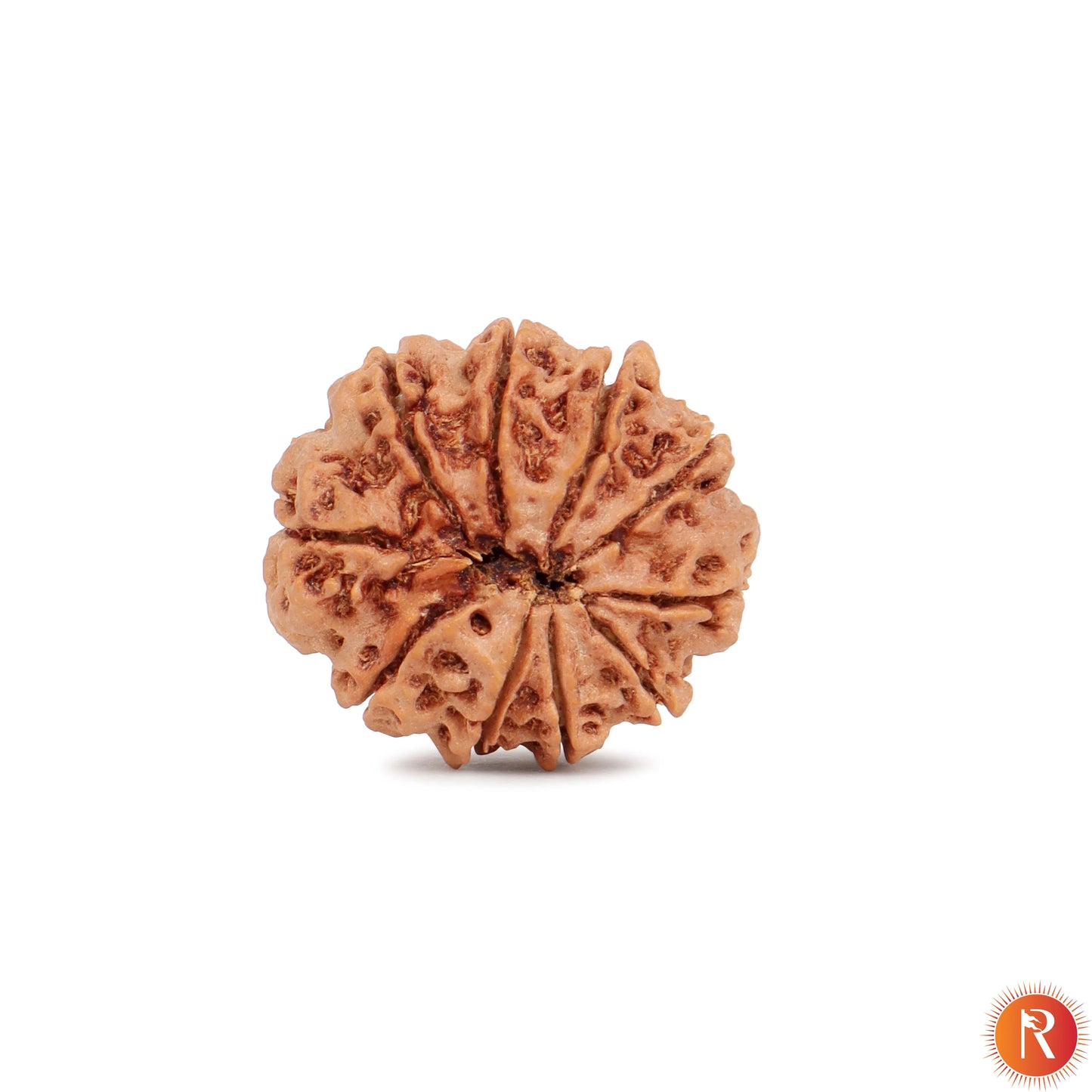 Nepal Origin 10 Mukhi Lab Certified Rudraksha - 17mm to 22mm Religious Bazar