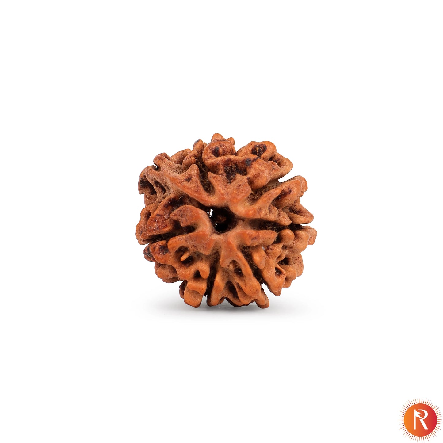Nepal Origin 7 Mukhi Lab Certified Rudraksha - 18mm - 22mm Religious Bazar