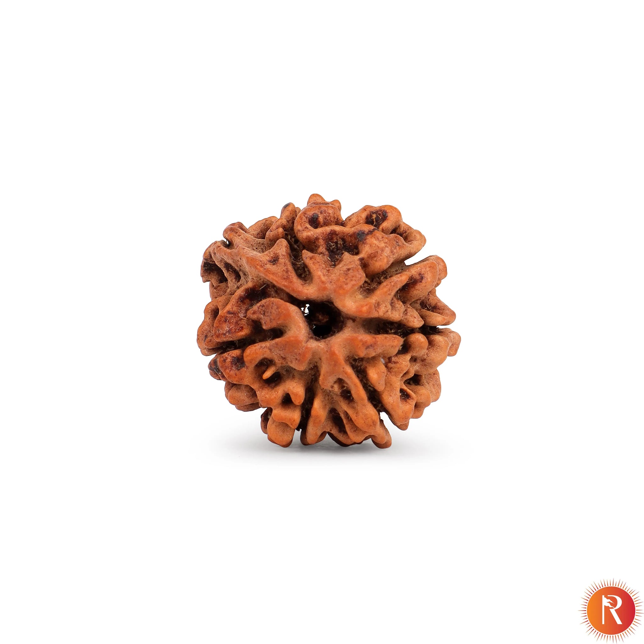 Nepal Origin 7 Mukhi Lab Certified Rudraksha - 18mm - 22mm Religious Bazar