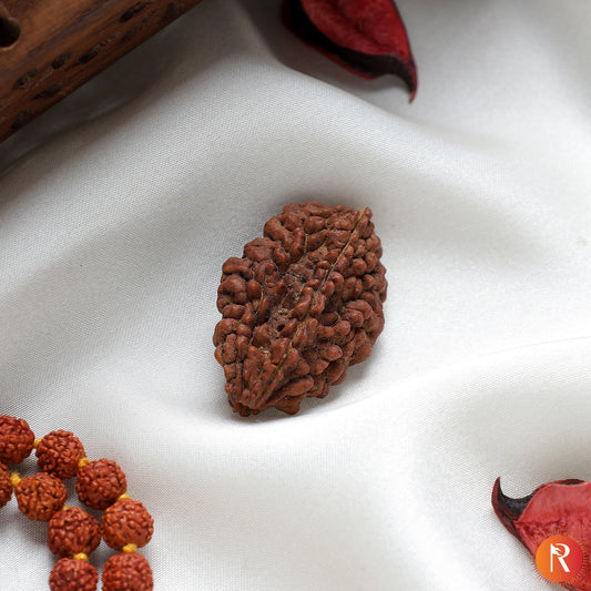 2 Mukhi Lab Certified Rudraksha