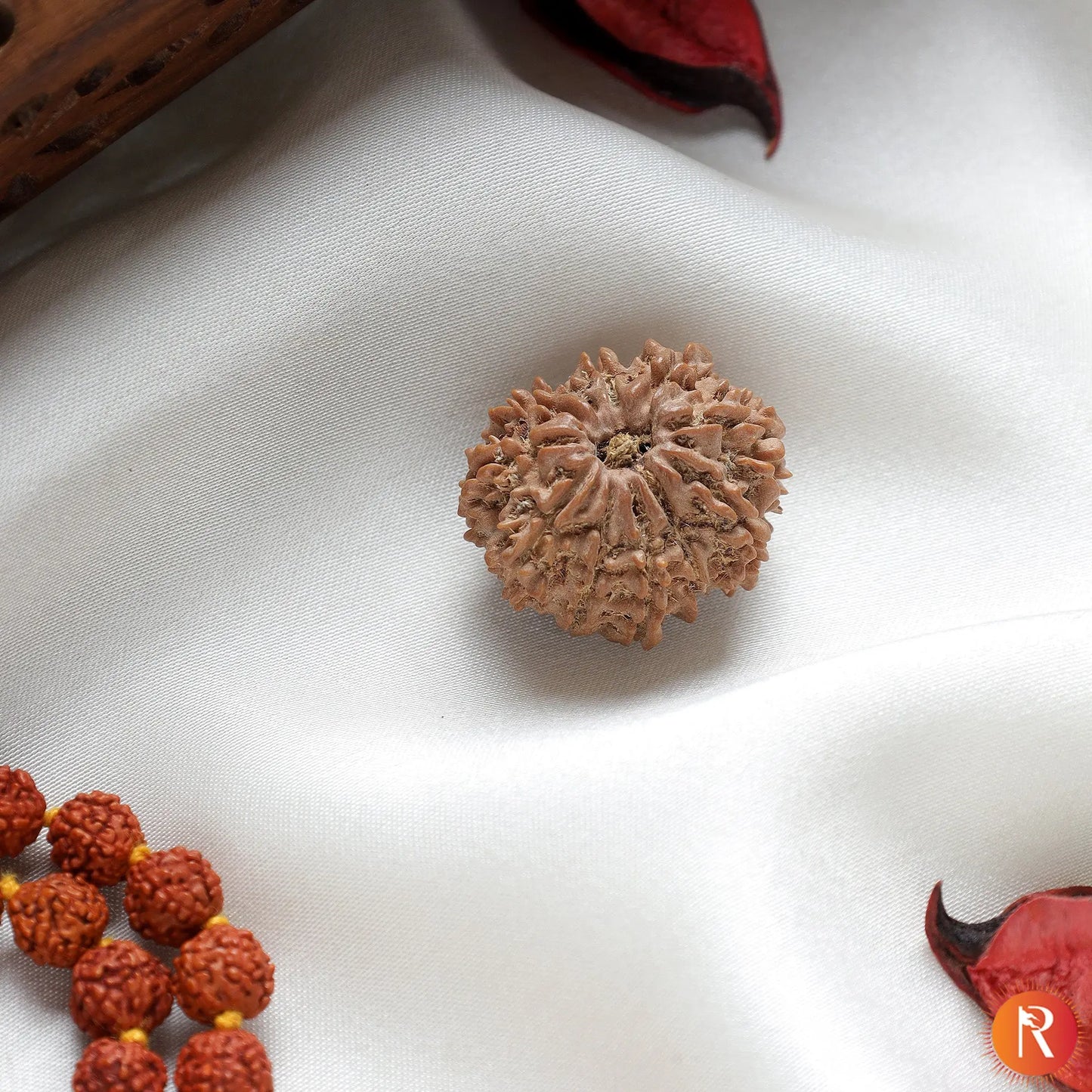 11 Mukhi Lab Certified Rudraksha