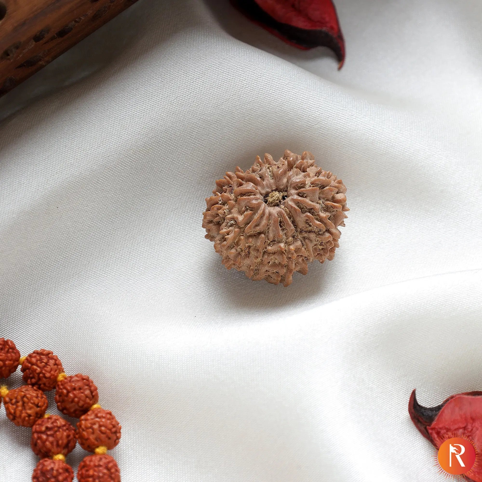 11 Mukhi Lab Certified Rudraksha
