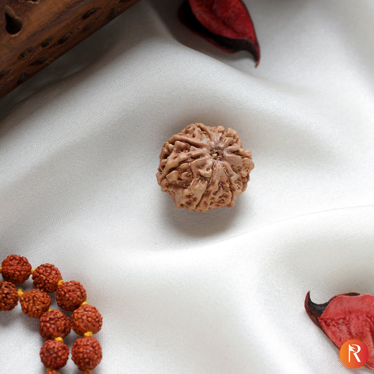 Nepal Origin 8 Mukhi Lab Certified Rudraksha - 17mm to 22mm