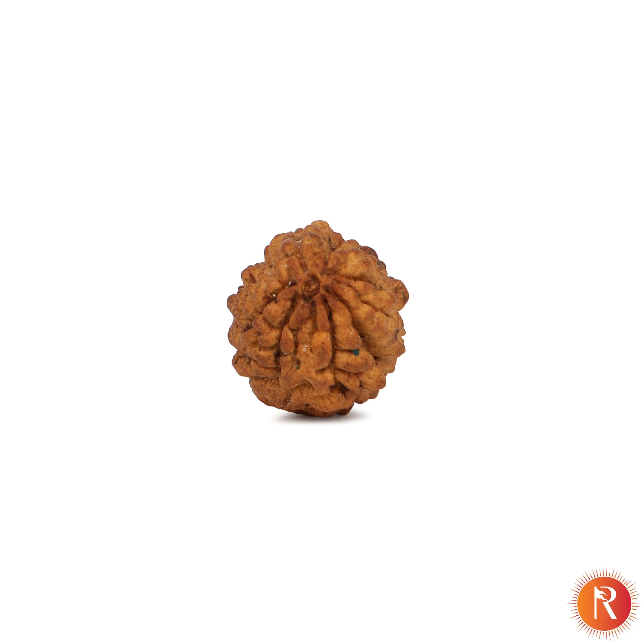 1 Mukhi Lab Certified Rudraksha Religious Bazar