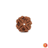 Nepal Origin 4 Mukhi Lab Certified Rudraksha - 18mm - 22mm Religious Bazar