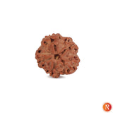 Nepal Origin 1 Mukhi Lab Certified Rudraksha - 18mm - 22mm Religious Bazar
