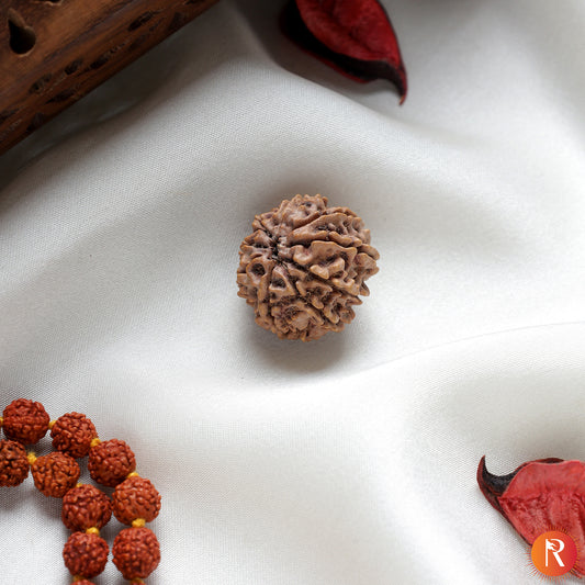 Nepal Origin 9 Mukhi Lab Certified Rudraksha - 17mm to 22mm