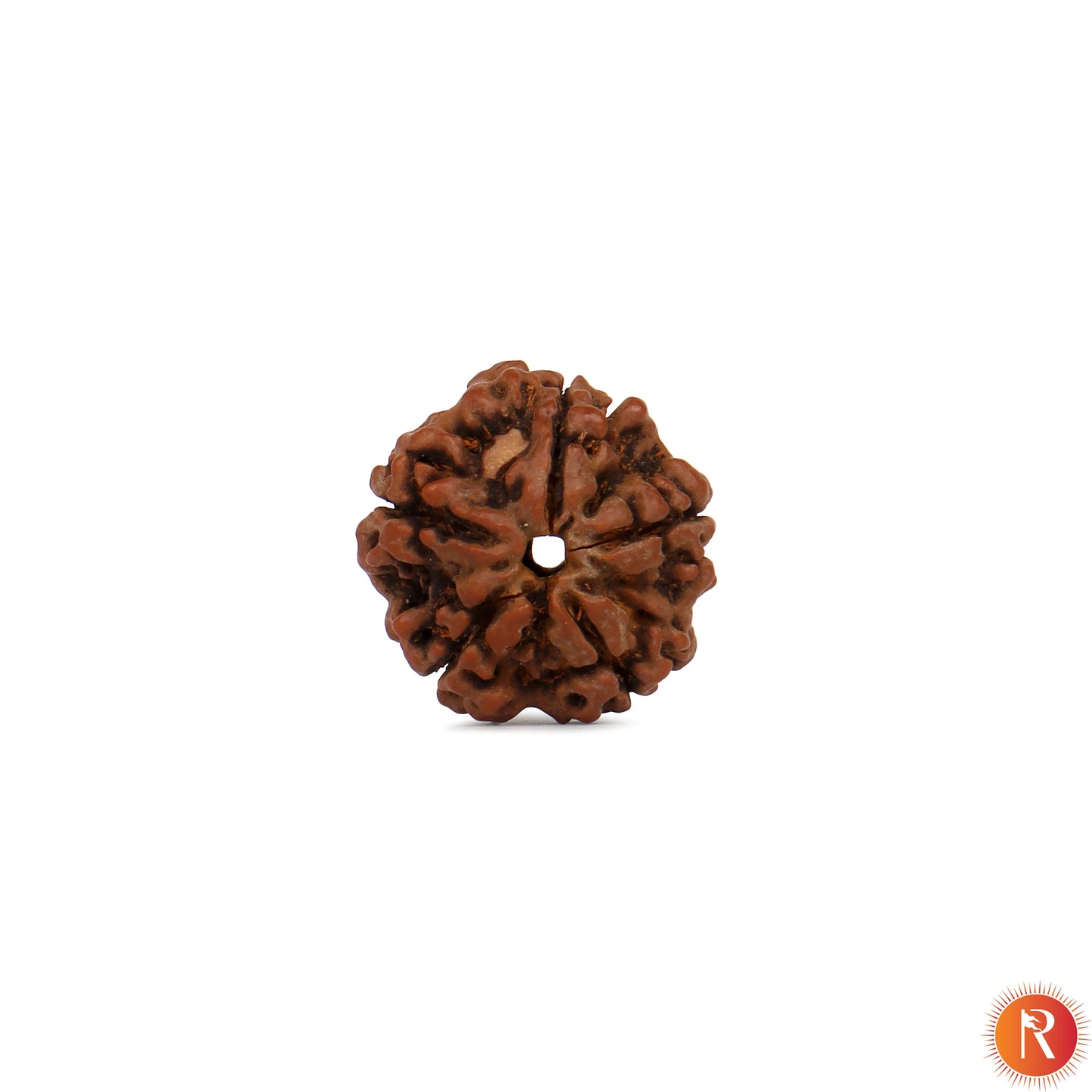 Nepal Origin 5 Mukhi Lab Certified Rudraksha - 18mm - 22mm Religious Bazar