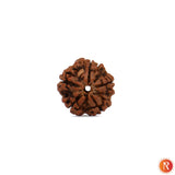 Nepal Origin 5 Mukhi Lab Certified Rudraksha - 18mm - 22mm Religious Bazar
