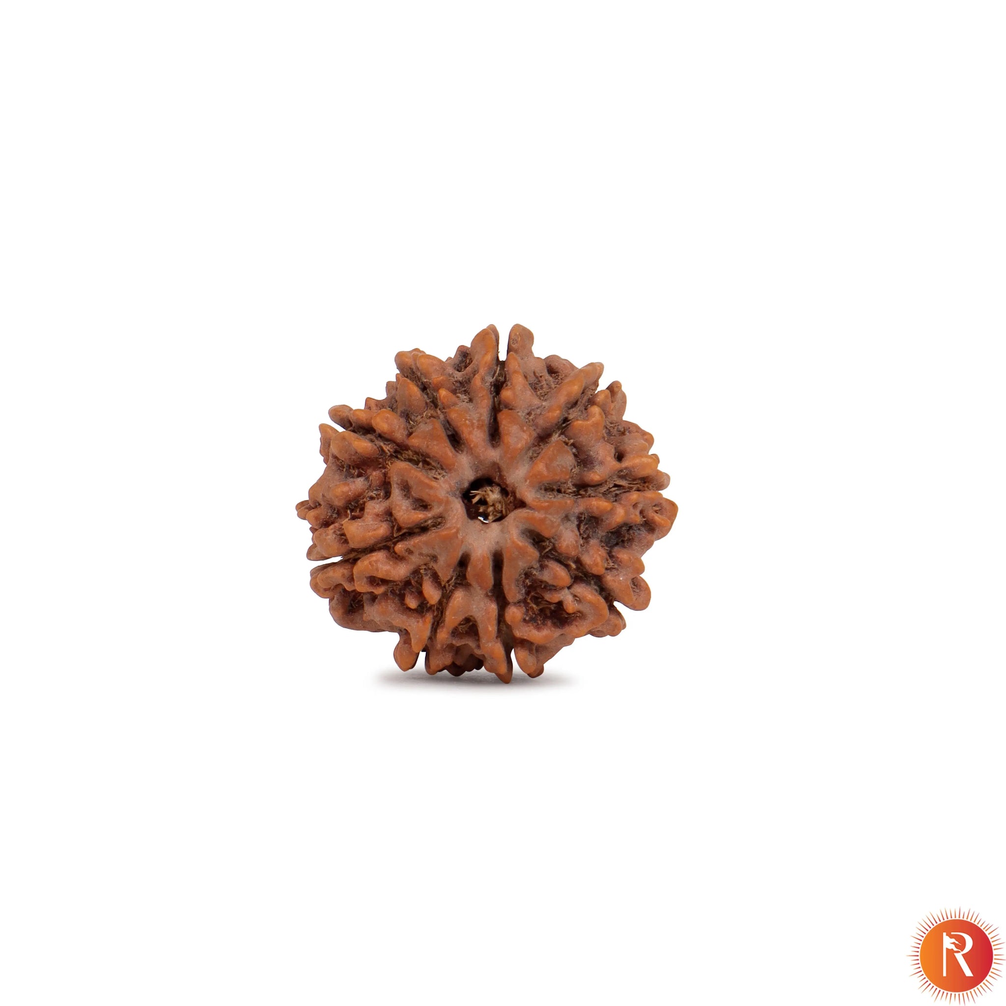 Nepal Origin 9 Mukhi Lab Certified Rudraksha - 17mm to 22mm Religious Bazar