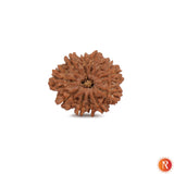 11 Mukhi Lab Certified Rudraksha