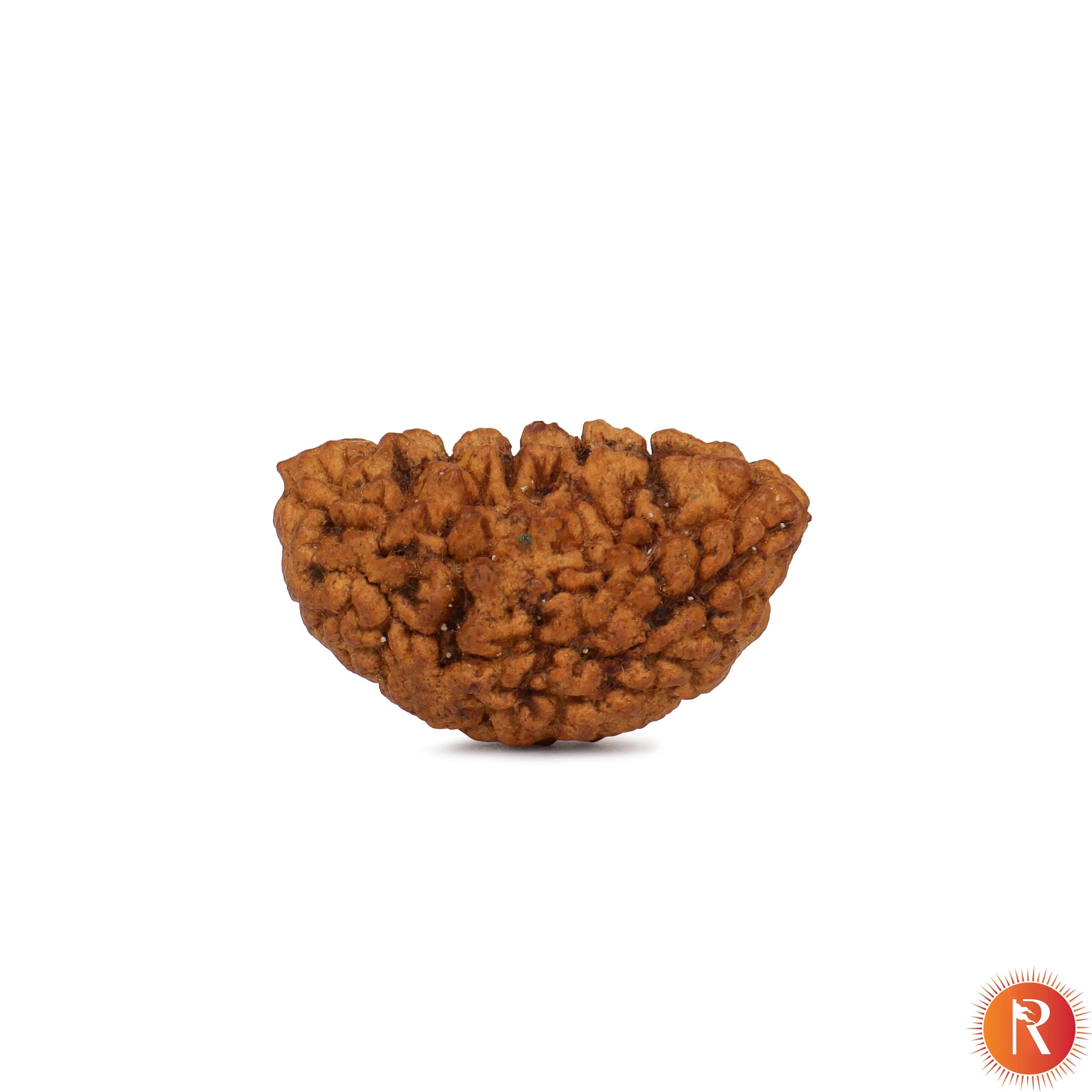 1 Mukhi Lab Certified Rudraksha Religious Bazar