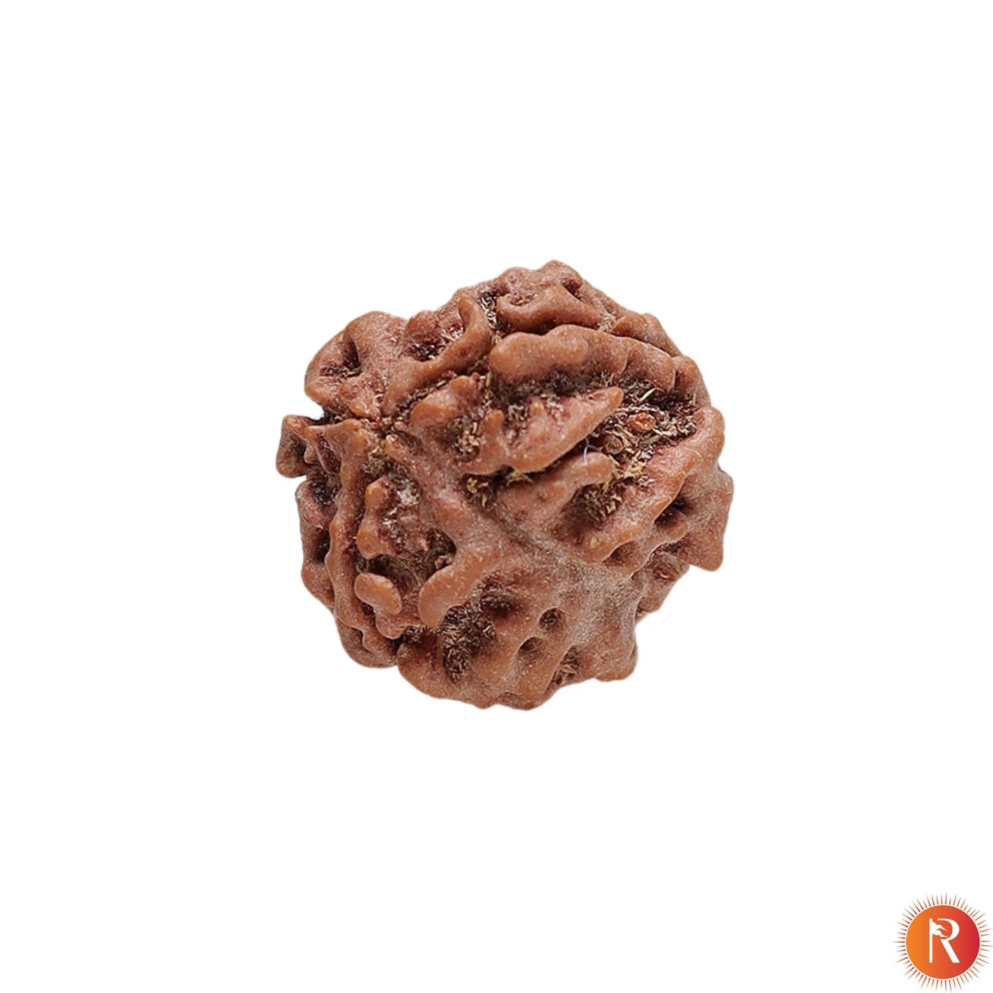 Nepal Origin 3 Mukhi Lab Certified Rudraksha - 18mm - 22mm Religious Bazar