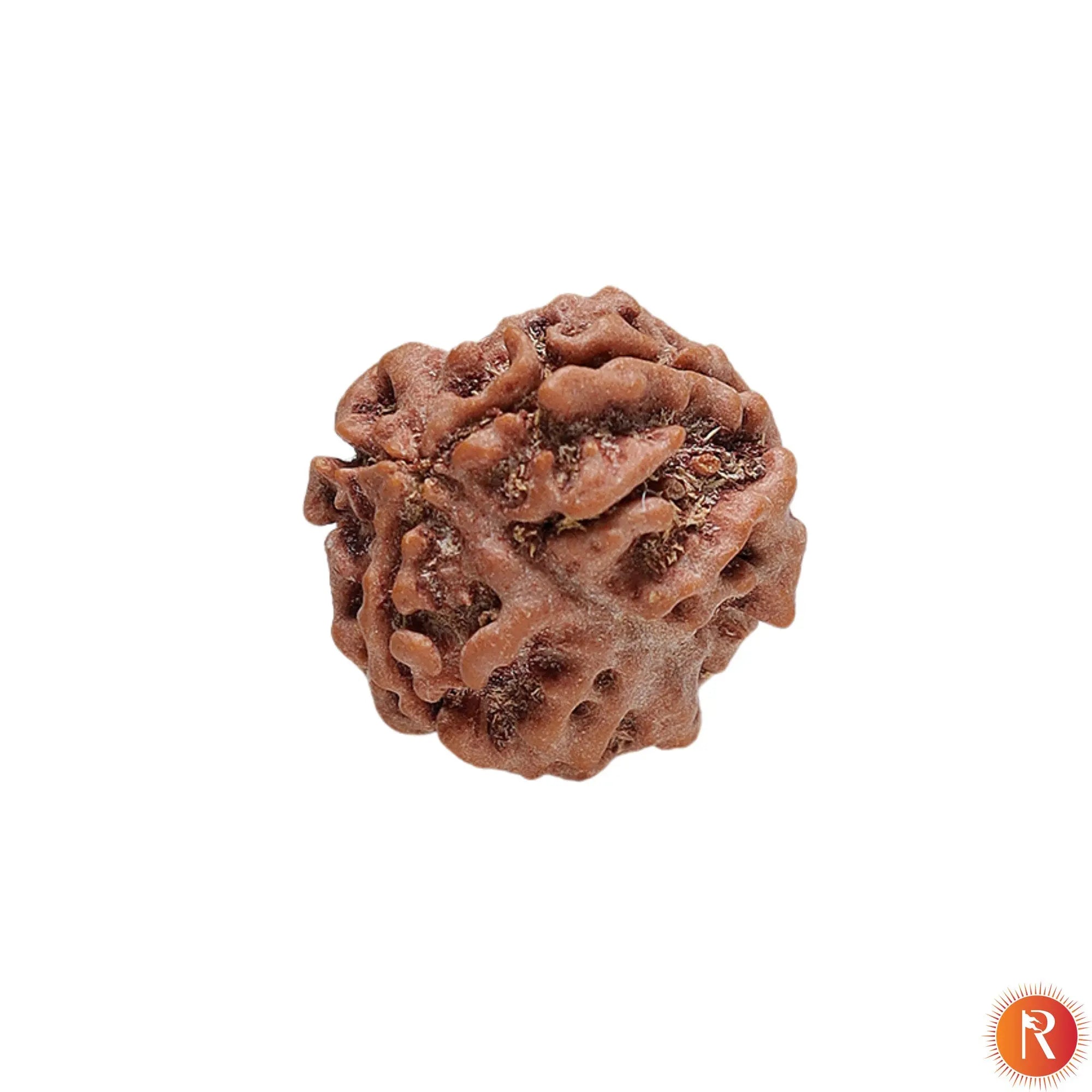 Nepal Origin 3 Mukhi Lab Certified Rudraksha - 18mm - 22mm Religious Bazar