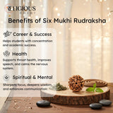 Nepal Origin 6 Mukhi Lab Certified Rudraksha - 18mm - 22mm Religious Bazar