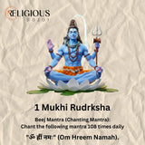 1 Mukhi Lab Certified Rudraksha Religious Bazar