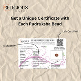 Nepal Origin 4 Mukhi Lab Certified Rudraksha - 18mm - 22mm Religious Bazar