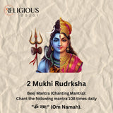 2 Mukhi Lab Certified Rudraksha Religious Bazar