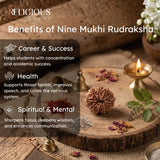 Nepal Origin 10 Mukhi Lab Certified Rudraksha - 17mm to 22mm Religious Bazar