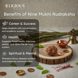 11 Mukhi Lab Certified Rudraksha