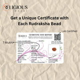 Nepal Origin 7 Mukhi Lab Certified Rudraksha - 18mm - 22mm Religious Bazar