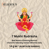 Nepal Origin 7 Mukhi Lab Certified Rudraksha - 18mm - 22mm Religious Bazar